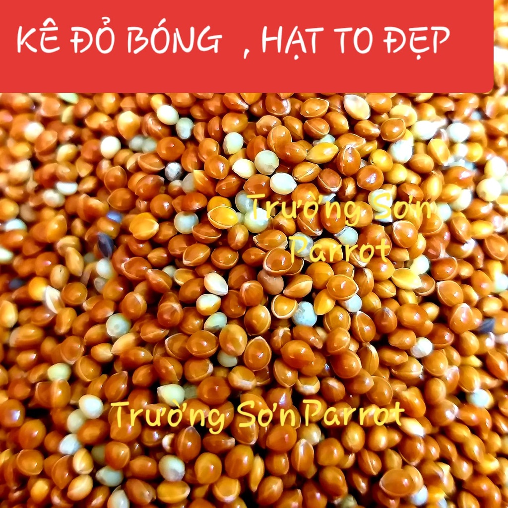 HẠT KÊ ĐỎ, KÊ VÀNG LOẠI TO GÓI 500g