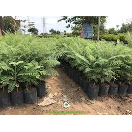 CÂY PHƯỢNG TÍM-RA HOA ĐỀU-MÀU ĐẸP-FREESHIP TỪ 50K