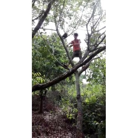 1kg Tầm gửi gạo tía Hòa Bình ( cam kết hàng chuẩn 100%)