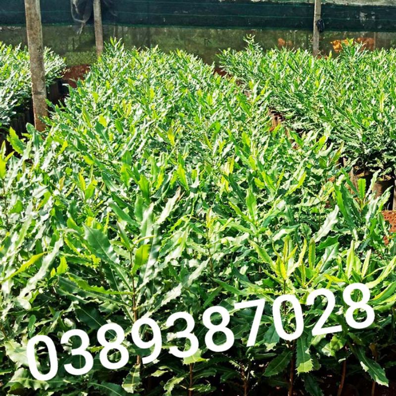 Cây mắc ca giống,1 cây