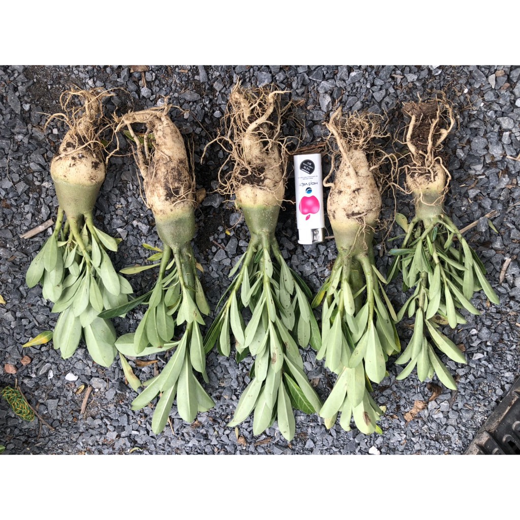 Cây giống sứ kim tự tháp 1 năm tuổi - Cây nguyên bản gieo từ hạt nhập Thái - DINH DƯỠNG TỰ NHIÊN Shop