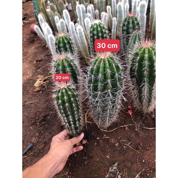 Xương rồng trụ chuỳ (Pachycereus pringlei) 20-30 cm