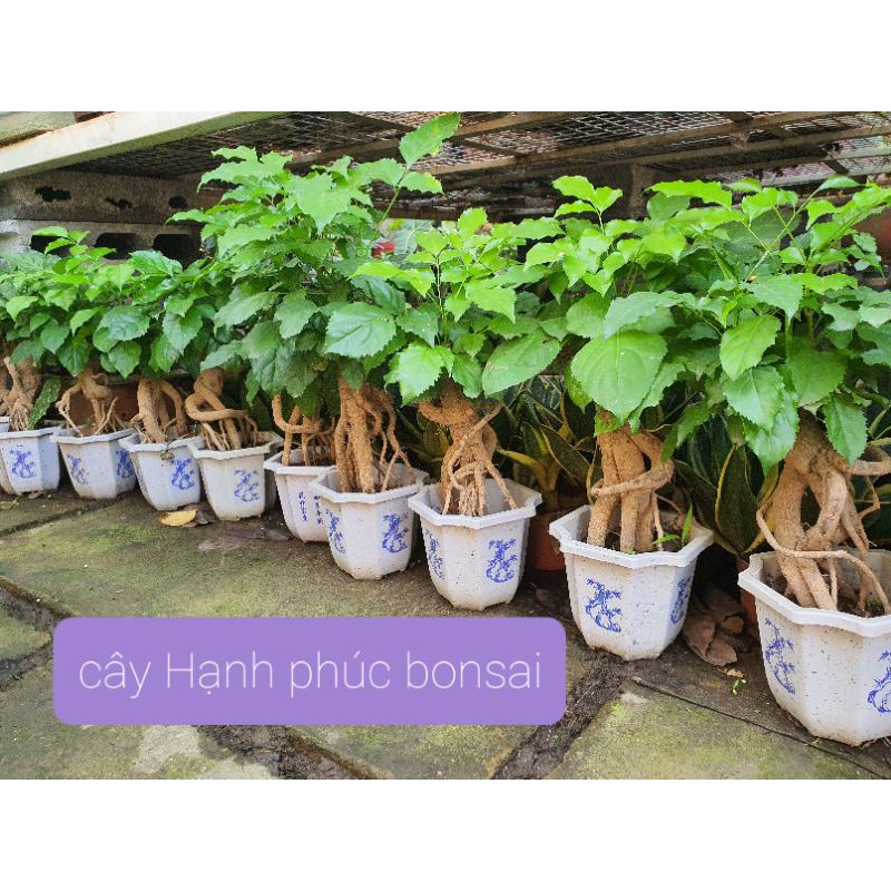 Cây Hạnh phúc Bon sai