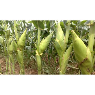 20 GR - HẠT GIỐNG BẮP NẾP NÙ