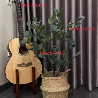 Cây Bạch đàn cao cấp
