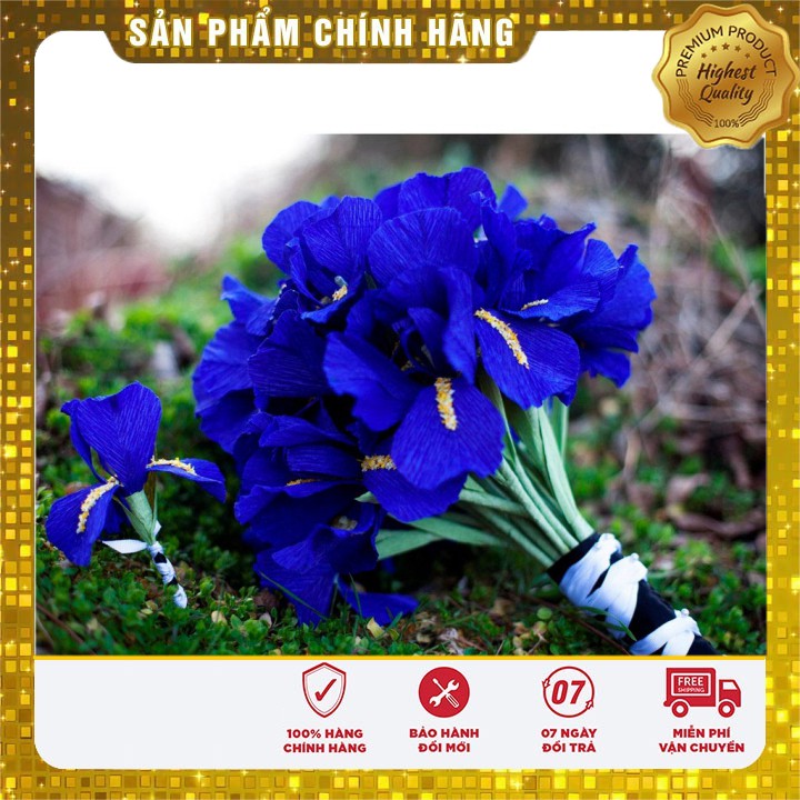 Hạt giống hoa Diên vĩ xanh (Iris xanh)