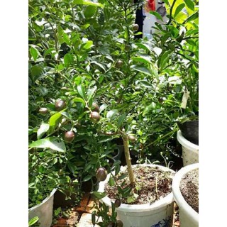 Chanh tứ quý, cây lớn sắp quả, siêu quả, cây đẹp, đang hoa hoặc có quả