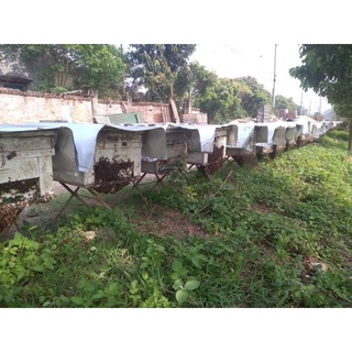 Mật ong hoa nhãn Hưng Yên