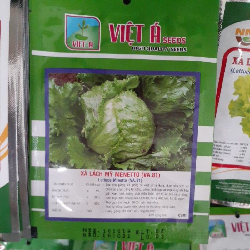 Hạt giống xà lách Mỹ