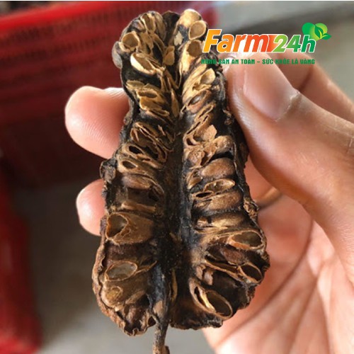 Trái nhàu khô tự nhiên giảm đau nhức xương khớp, nhuận tràng, ổn định huyết áp, thải độc, ngừa gout | Farm24h