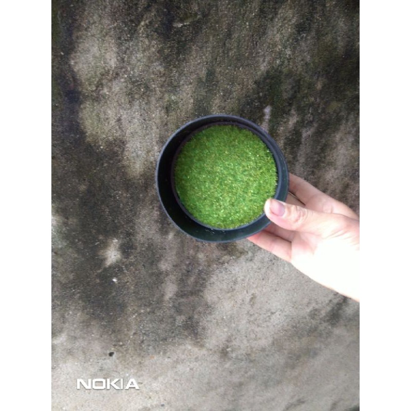 Chậu nhựa phủ cỏ - mini