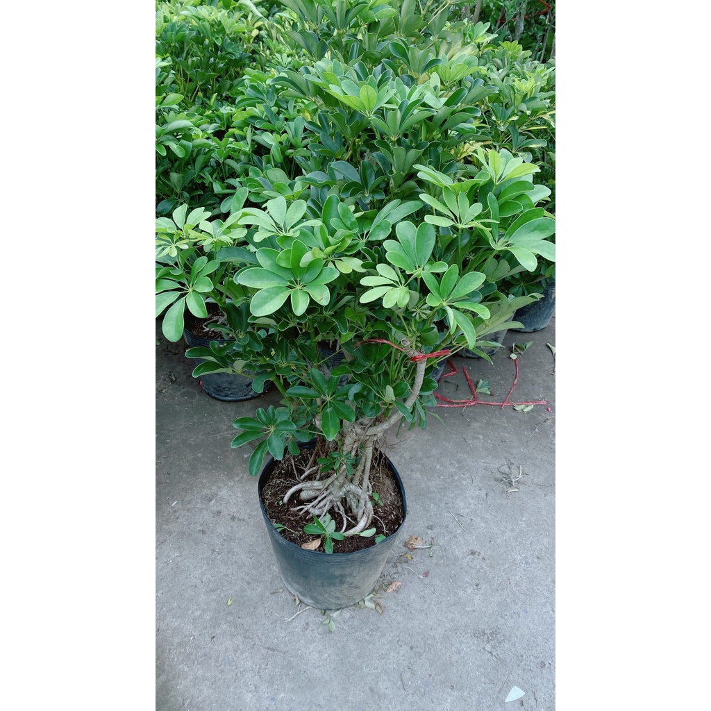 Cây Ngũ Gia Bì Lớn