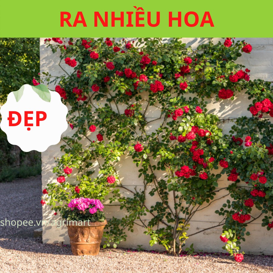 Cây hoa hồng leo Red Eden - hoa leo giàn khỏe bông màu đỏ, ra hoa chùm 9 đến 13 bông