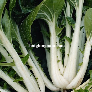 20 GR - HẠT GIỐNG CẢI BẸ TRẮNG