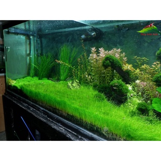 Hạt giống thuỷ sinh ( ngưu mao chiên lùn )