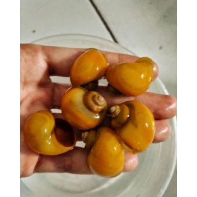 ốc táo cảnh vệ sinh hồ cá