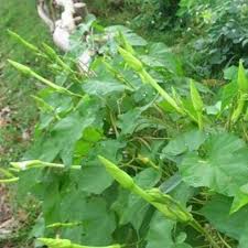 Hạt giống hoa Chom Chan 50 Hạt