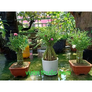 Mười giờ bonsai 1 bó to mập thắt sẵn ( hình 2 )  10 màu dễ trồng