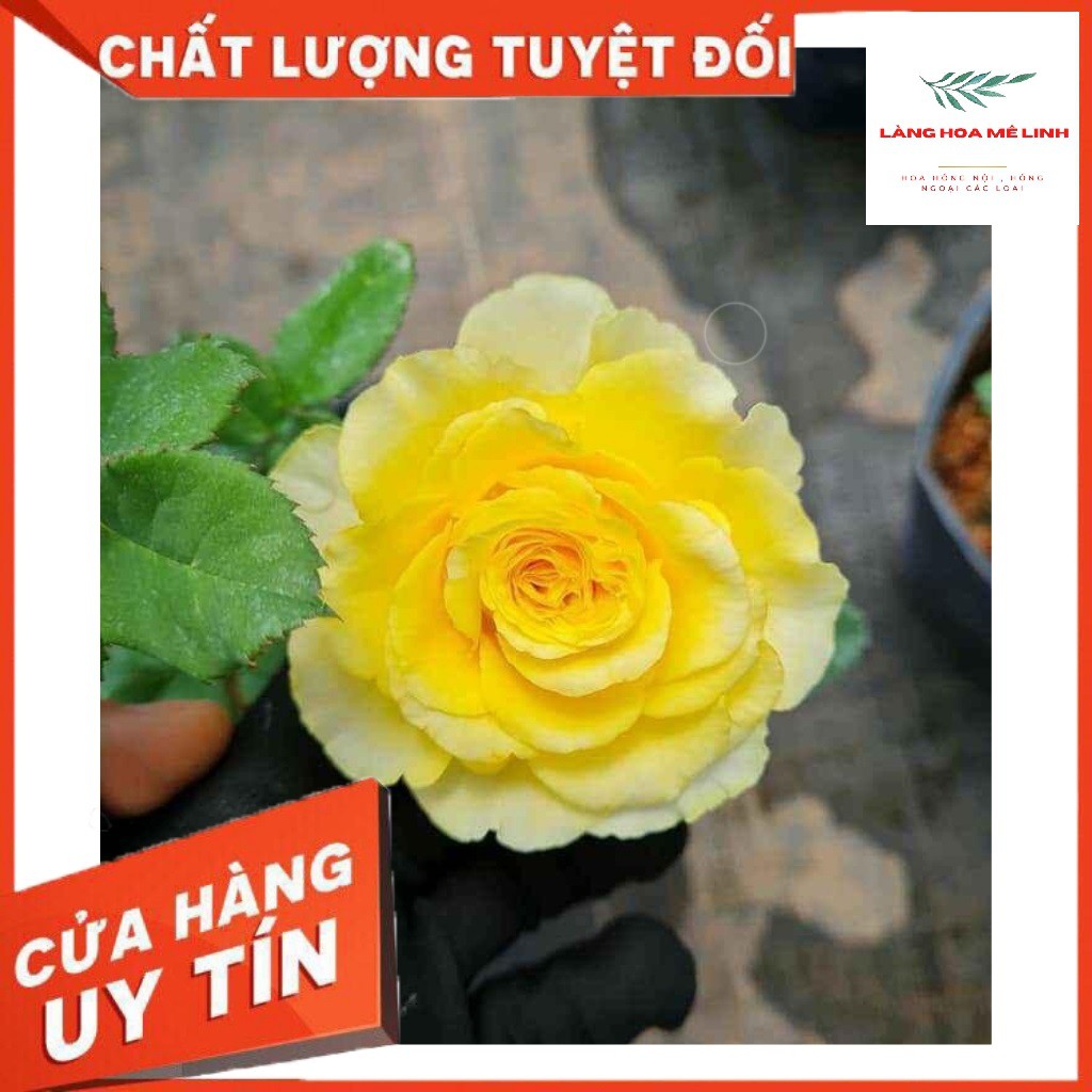 Hoa hồng ngoại Shell [MÀU VÀNG RỰC RỠ ] – Vẻ đẹp hấp dẫn trong những cánh hoa vàng rực rỡ