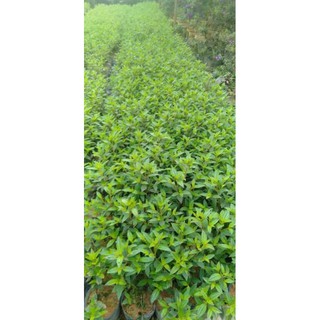 com bo 10 Mua thái cây giống