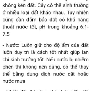 cây dây nhện(cỏ lan chi,mẫu tử) đang đẻ nhánh