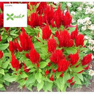 Hạt giống hoa Màu gà lửa (100 hạt)