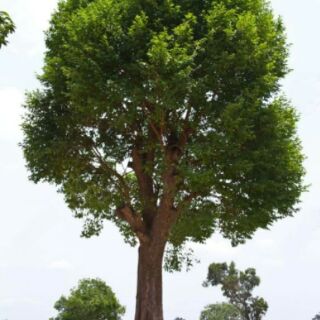 HẠT KƠ NIA ( loại chưa rang)