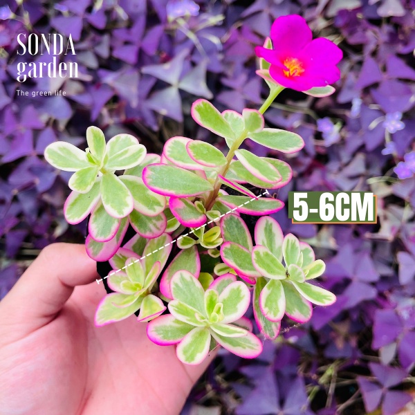 Sen đá cỏ sam SONDA GARDEN size bé 5-6cm, xuất xứ Đà Lạt, khoẻ đẹp, lỗi 1 đổi 1