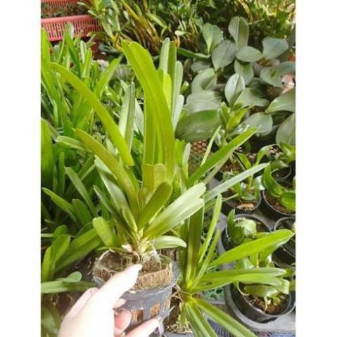 Hoa phong lan kiếm ngọc bích