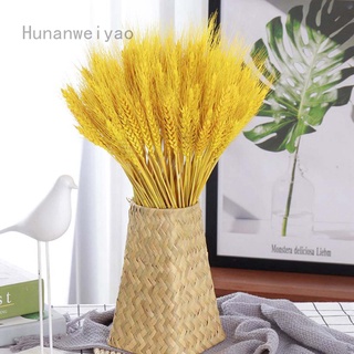 Bó 100 Bông Lúa Mạch Khô Decor Trang Trí