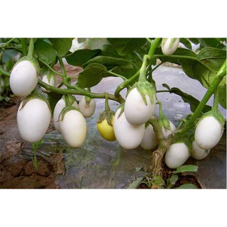 50H - HẠT GIỐNG CÀ PHÁO TRỨNG TRẮNG