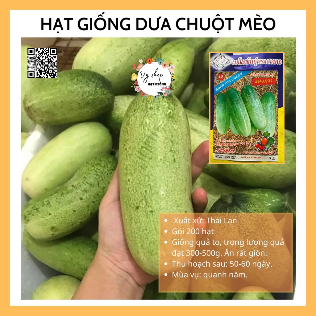 Hạt giống dưa chuột mèo Thái Lan