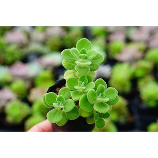 Sen đá Nhất mạt hương bầu nhỏ 6cm