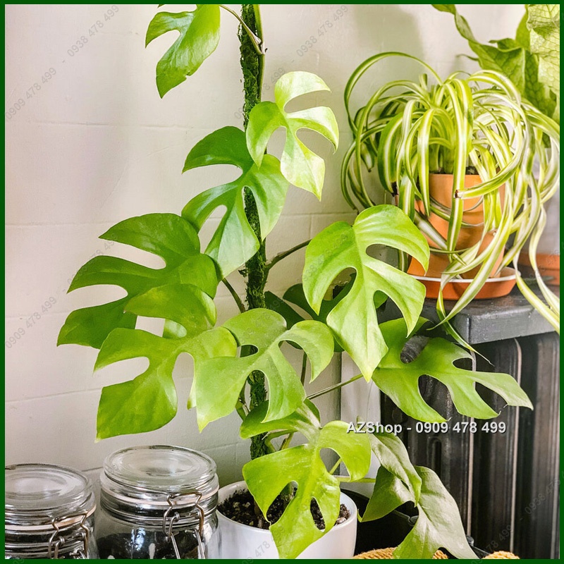 Cây Trầu Bà Lá Xẻ Thân Leo Monstera Mini - Kiểng Lá Trang Trí