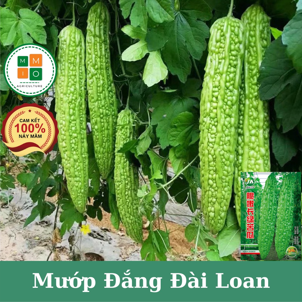 Hạt giống mướp đắng xanh siêu trái Đài Loan