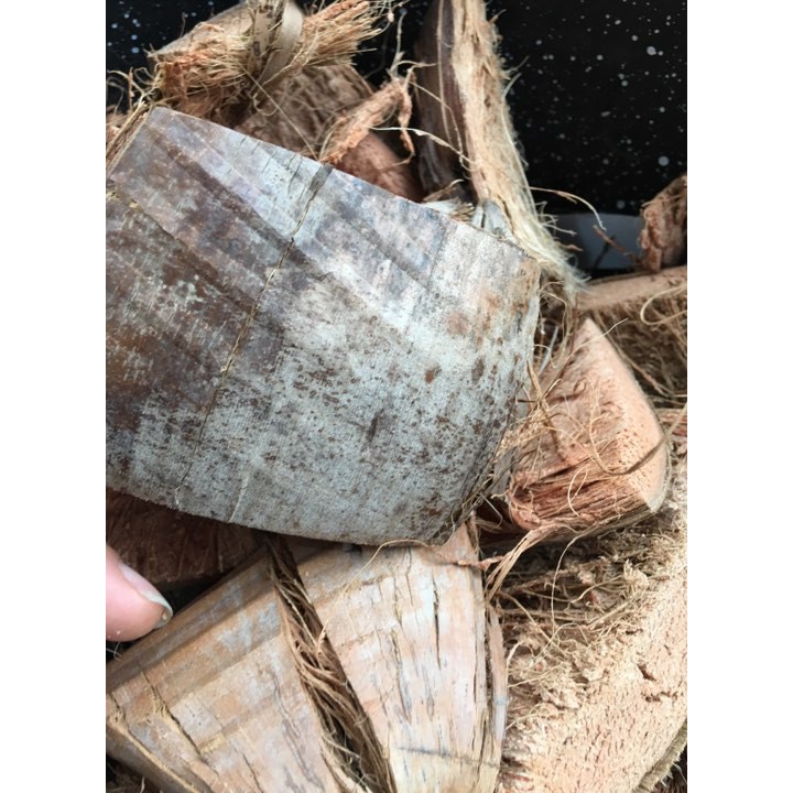 [SIEURE] Xơ dừa đã qua xử lý, cán mềm dùng lót chậu, làm giá thể trồng lan 1kg hàng đẹp, phân phối chuyên nghiệp.