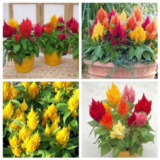 Hạt giống hoa mào gà lửa mix - 100 hạt