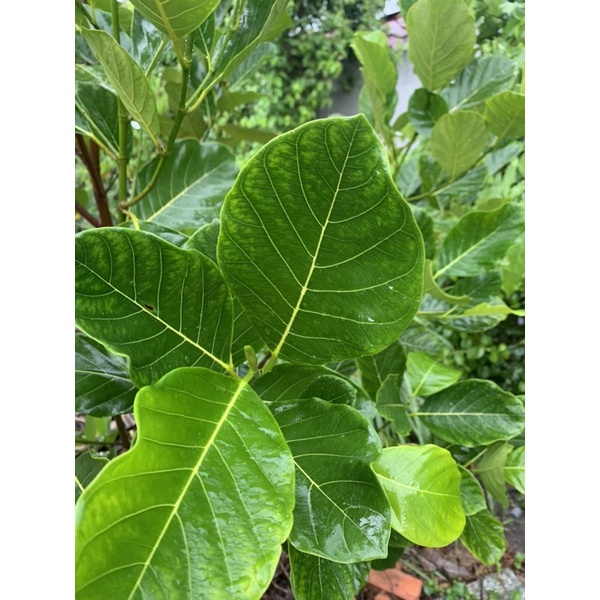 Lá mít tươi 300g