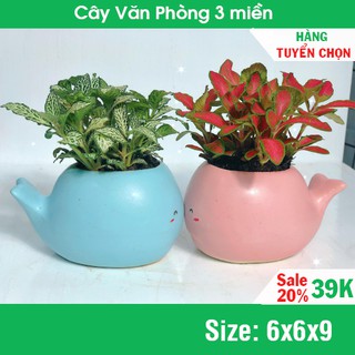 [HÀNG LOẠI 1] Cây Cẩm nhung đỏ xanh để bàn mini hàng Đà Lạt