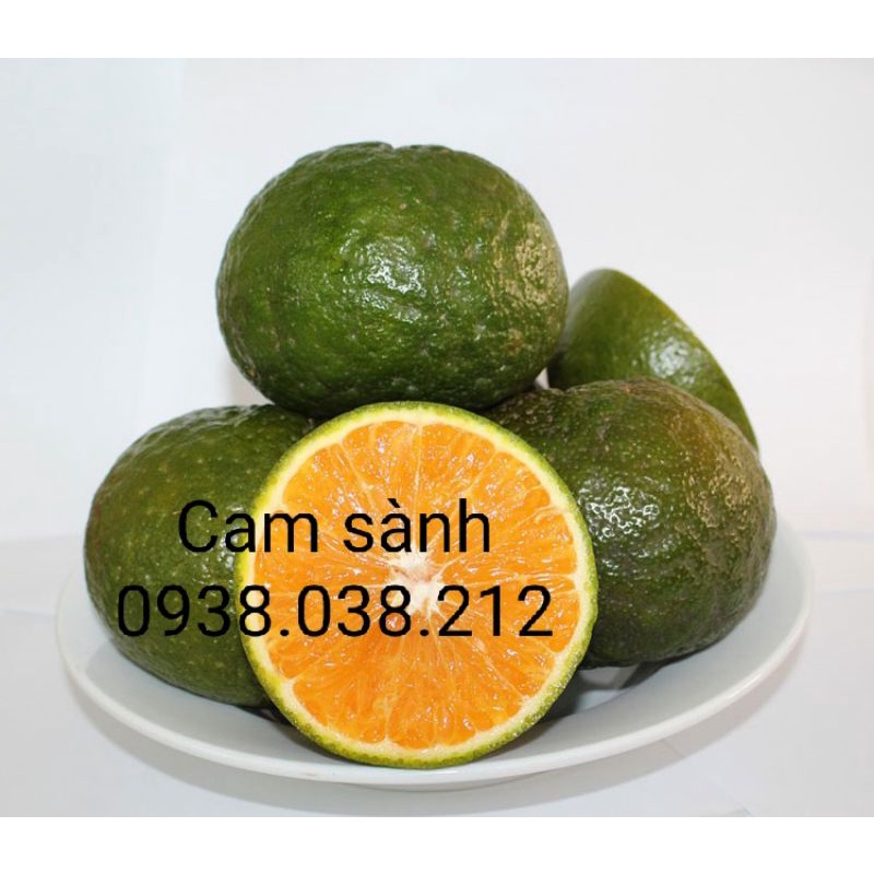 CÂY CAM SÀNH