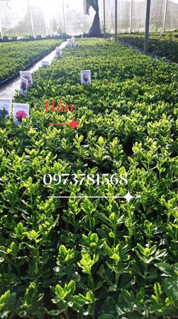 Cây giống bỏng thái kép nhiều màu