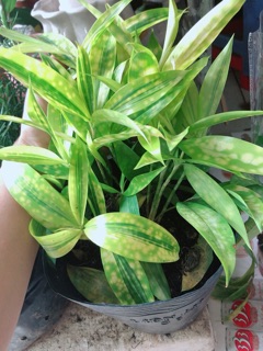 Cây Trúc Trinh Nữ (Trúc Nhật)