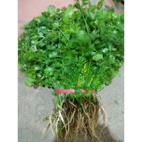 Hạt giống mùi hạt lớn Pháp