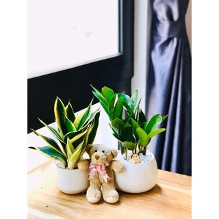 Cây cọ nhật, kim tiền mini để bàn