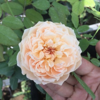 Hoa hồng nhật Masora