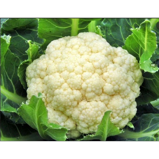 1 Cây BÔNG CẢI XANH/TRẮNG SÚP LƠ cao 5-10cm.200ktặng0.5Ldịchtrùn. SHIP 30PHÚT KHO QUẬN11,7,9,THỦĐỨC, PHÚNHUẬN