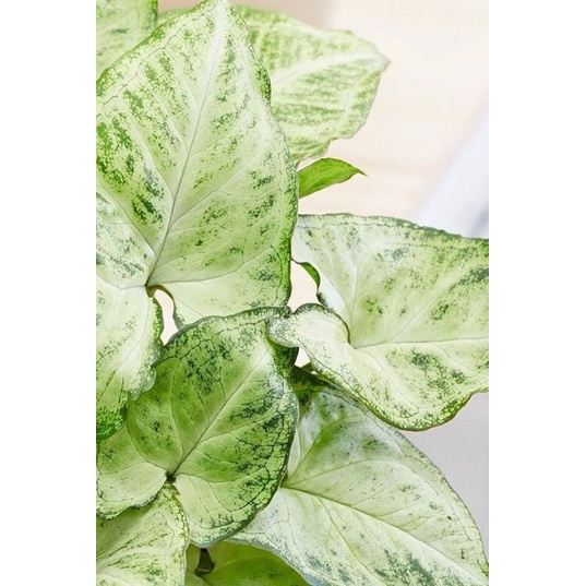 Chậu cứng Syngonium pixie