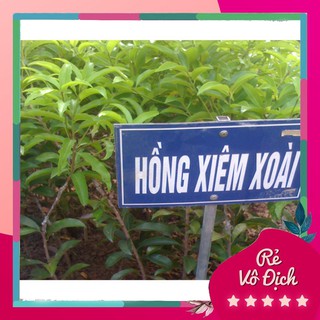 Cây hồng xiêm xoài, cây hồng xiêm giống, hồng xiêm xoài - caygiong-f1