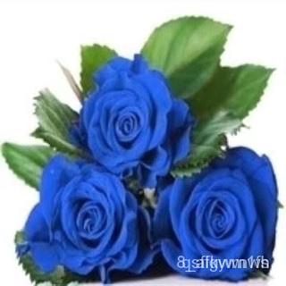 Hạt giống hoa hồng xanh 20h