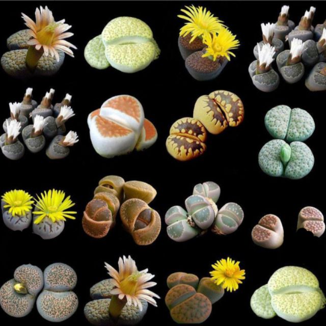 Lithops ( thạch lan) ~2cm